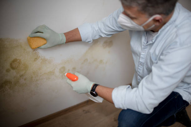 Best HVAC Mold Remediation in Connersville, IN